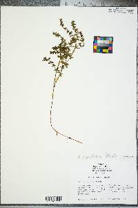 Galium circaezans var. circaezans image