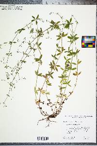 Galium pilosum image