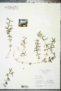 Galium uniflorum image