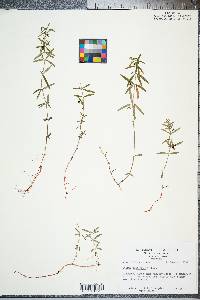 Galium uniflorum image