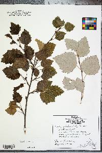 Populus alba image