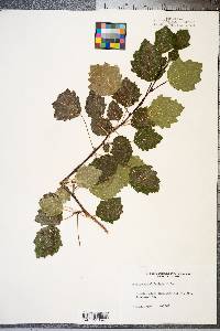 Populus grandidentata image