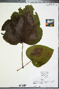 Populus heterophylla image