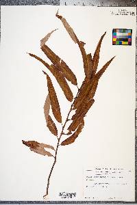 Salix caroliniana image