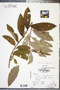 Salix caroliniana image