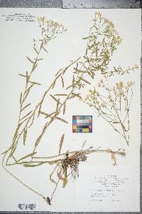 Sericocarpus linifolius image