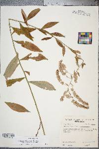 Solidago arguta var. boottii image