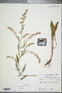 Solidago arguta subsp. caroliniana image