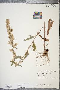 Solidago bicolor image