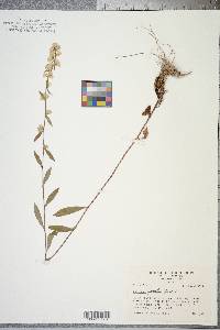 Solidago erecta image