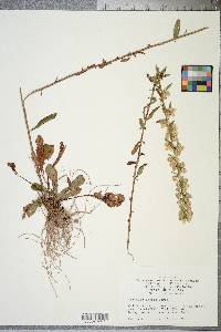 Solidago erecta image