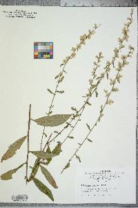 Solidago erecta image