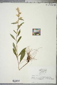 Solidago erecta image