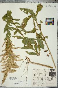 Solidago fistulosa image