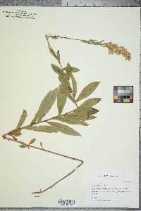 Solidago fistulosa image