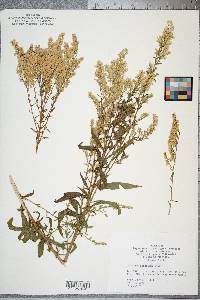 Solidago pinetorum image