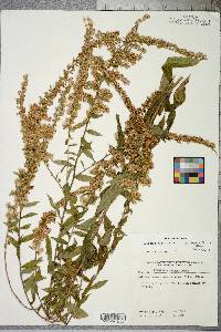 Solidago rugosa subsp. aspera image