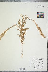 Solidago sempervirens image