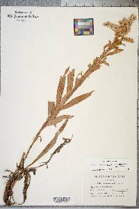 Solidago sempervirens image