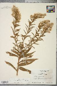 Solidago sempervirens var. mexicana image