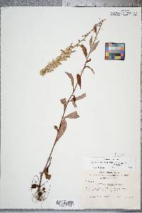 Solidago erecta image