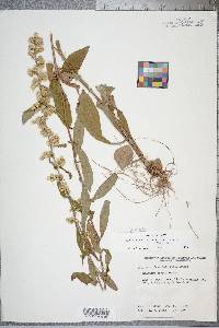 Solidago erecta image