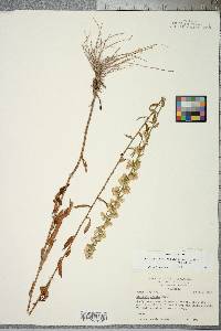 Solidago erecta image