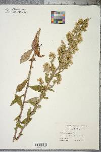 Solidago squarrosa image