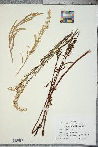 Solidago stricta image