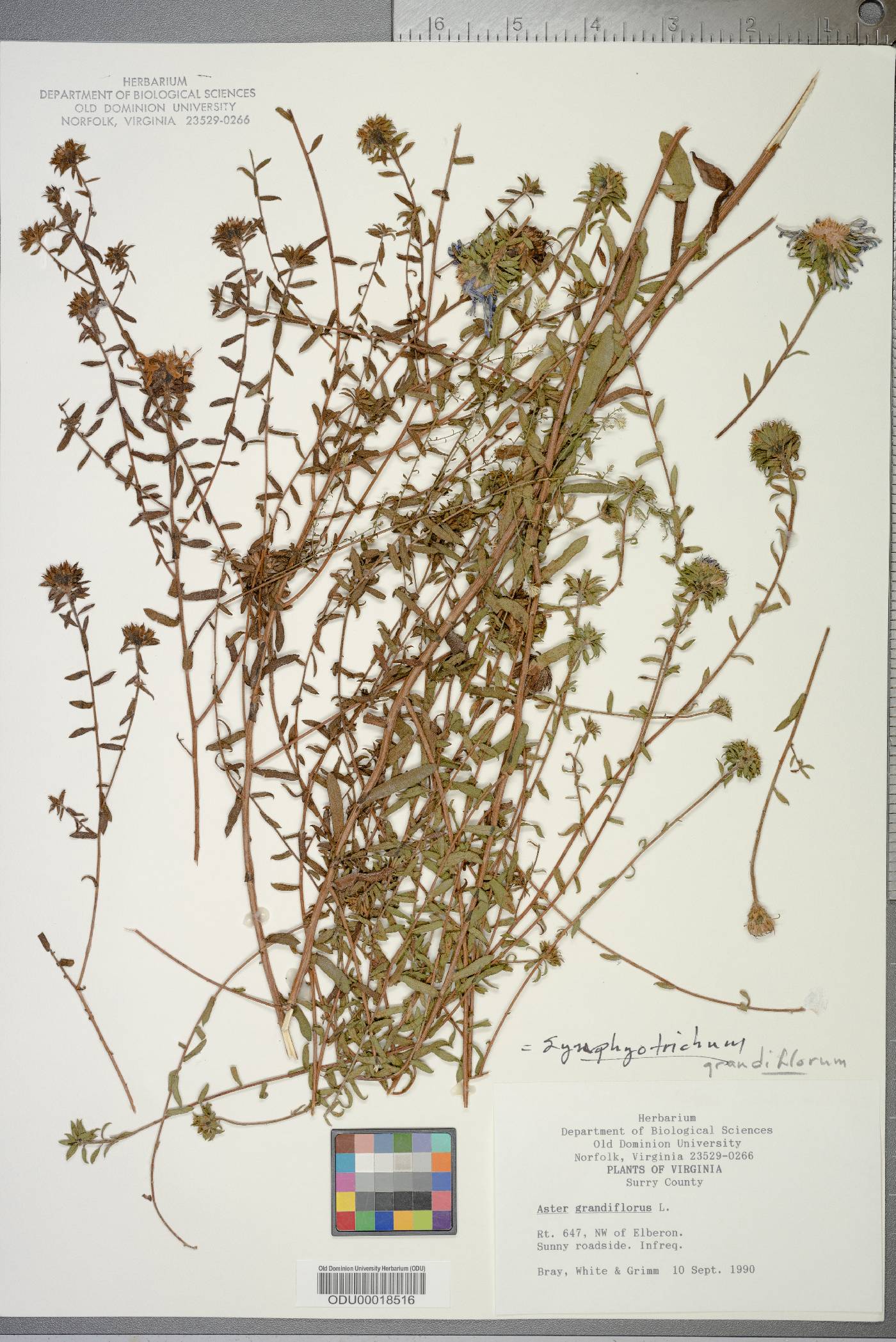 Symphyotrichum grandiflorum image