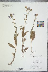 Symphyotrichum grandiflorum image