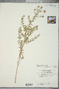 Symphyotrichum oblongifolium image