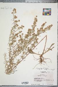 Symphyotrichum pilosum var. pringlei image