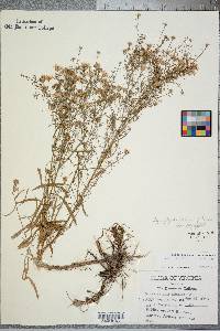 Symphyotrichum pilosum var. pringlei image