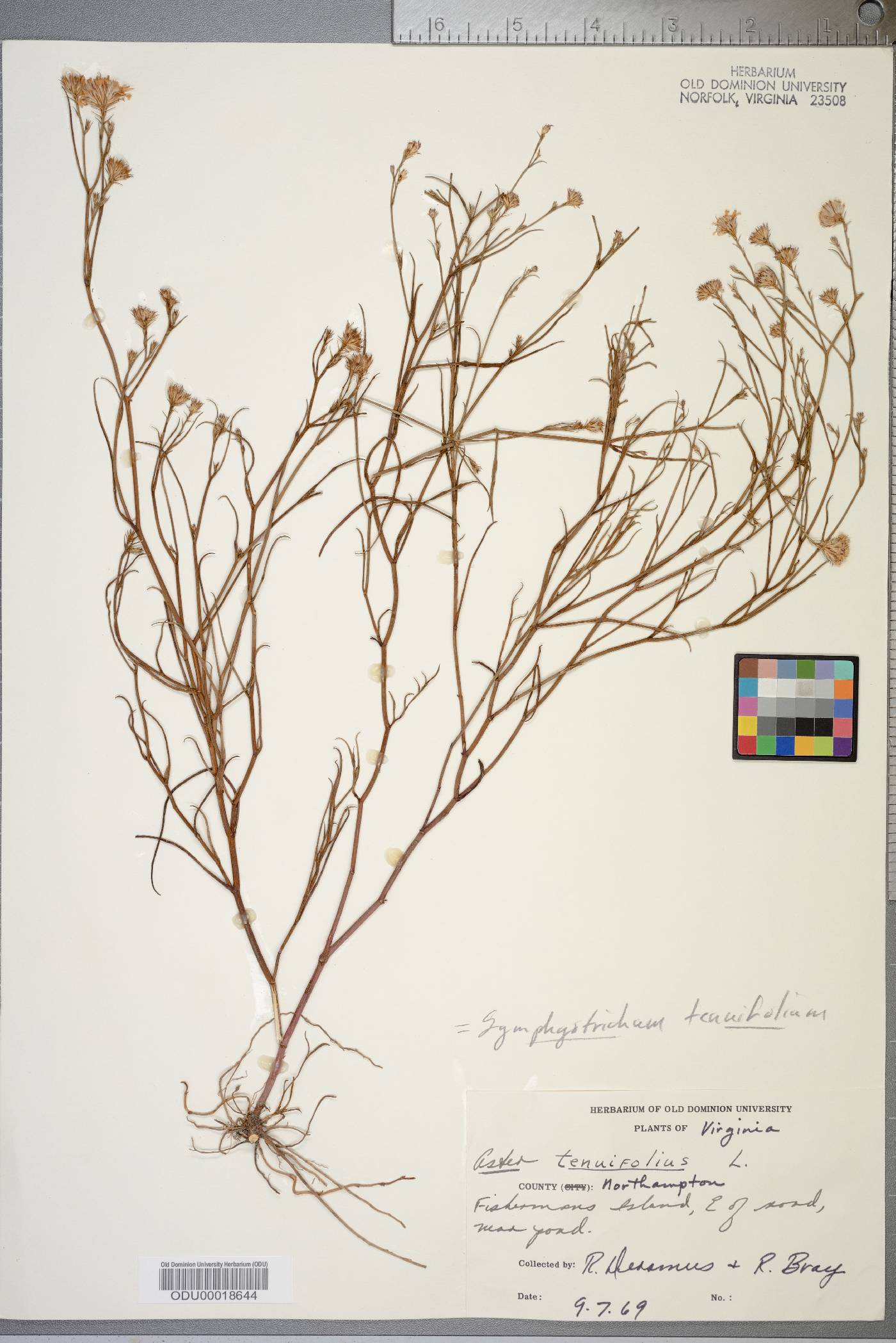 Symphyotrichum tenuifolium image