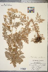 Tanacetum parthenium image