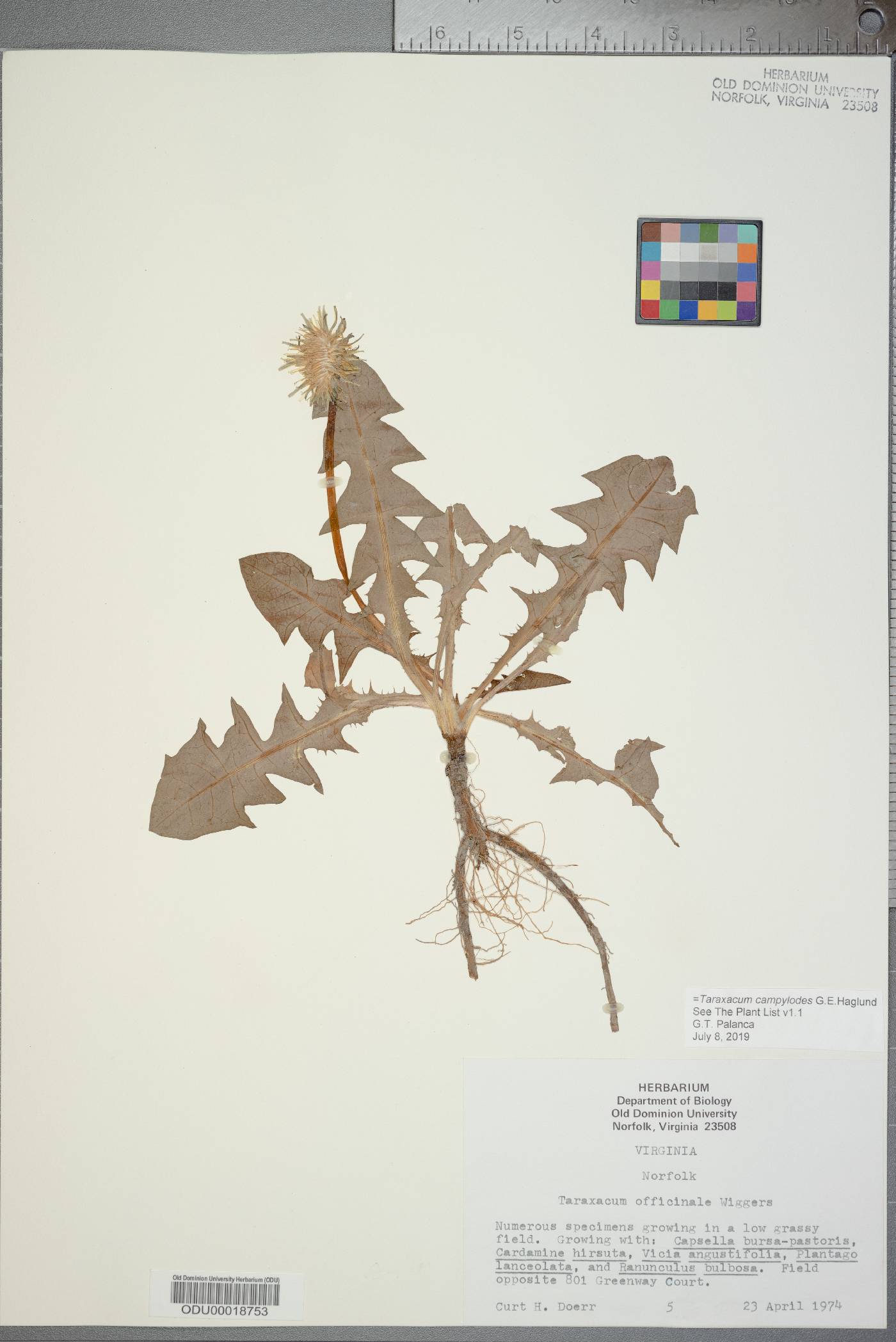 Taraxacum officinale subsp. officinale image
