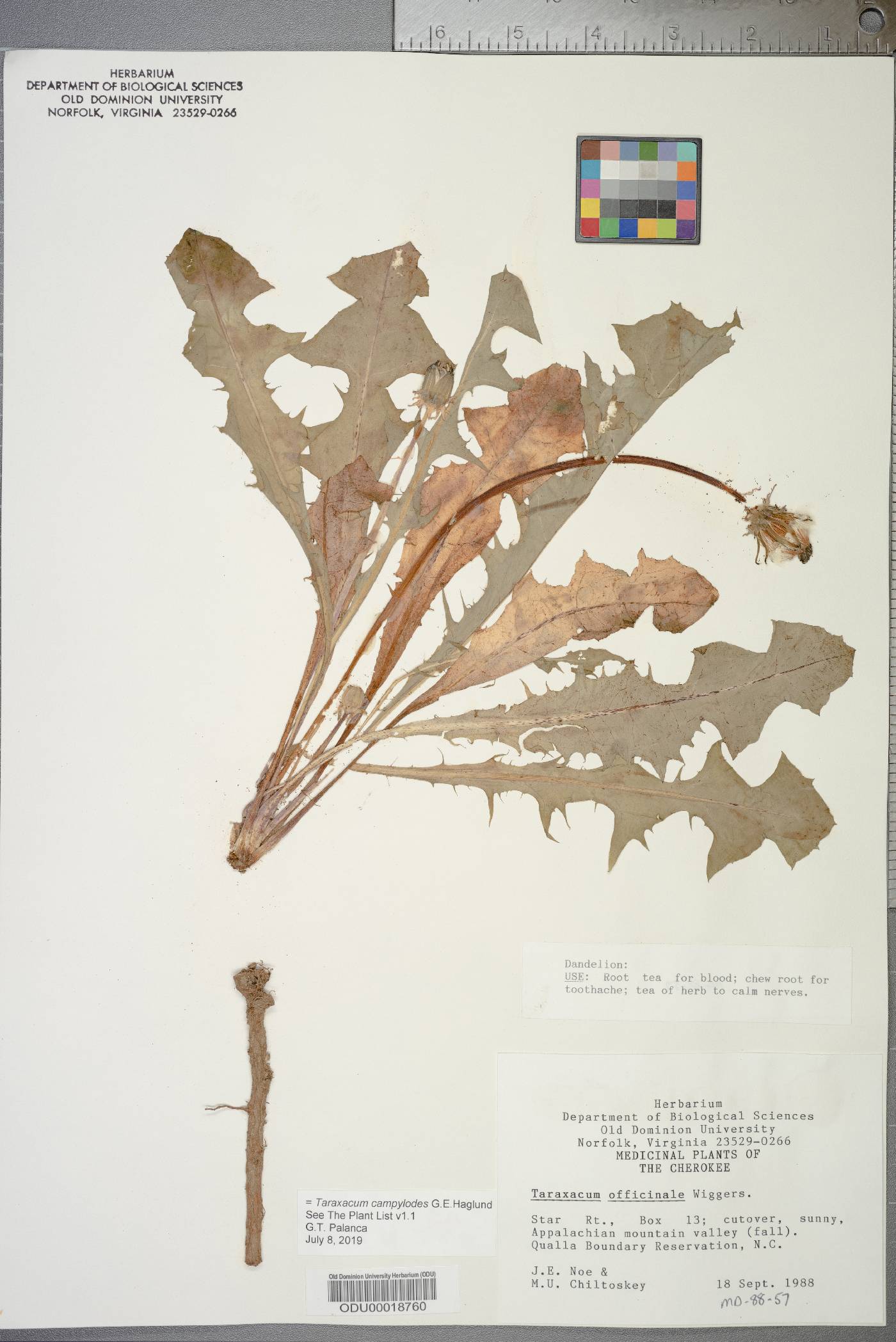 Taraxacum officinale subsp. officinale image