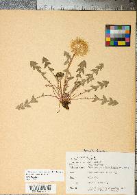 Taraxacum officinale subsp. officinale image