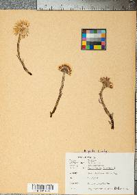 Tussilago farfara image