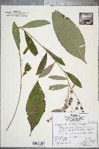 Vernonia noveboracensis image