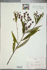 Vernonia noveboracensis image