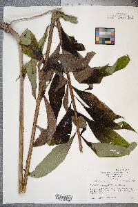 Vernonia noveboracensis image