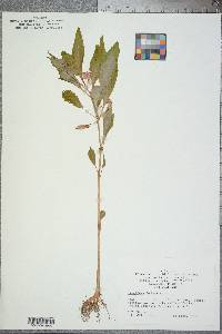 Impatiens balsamina image