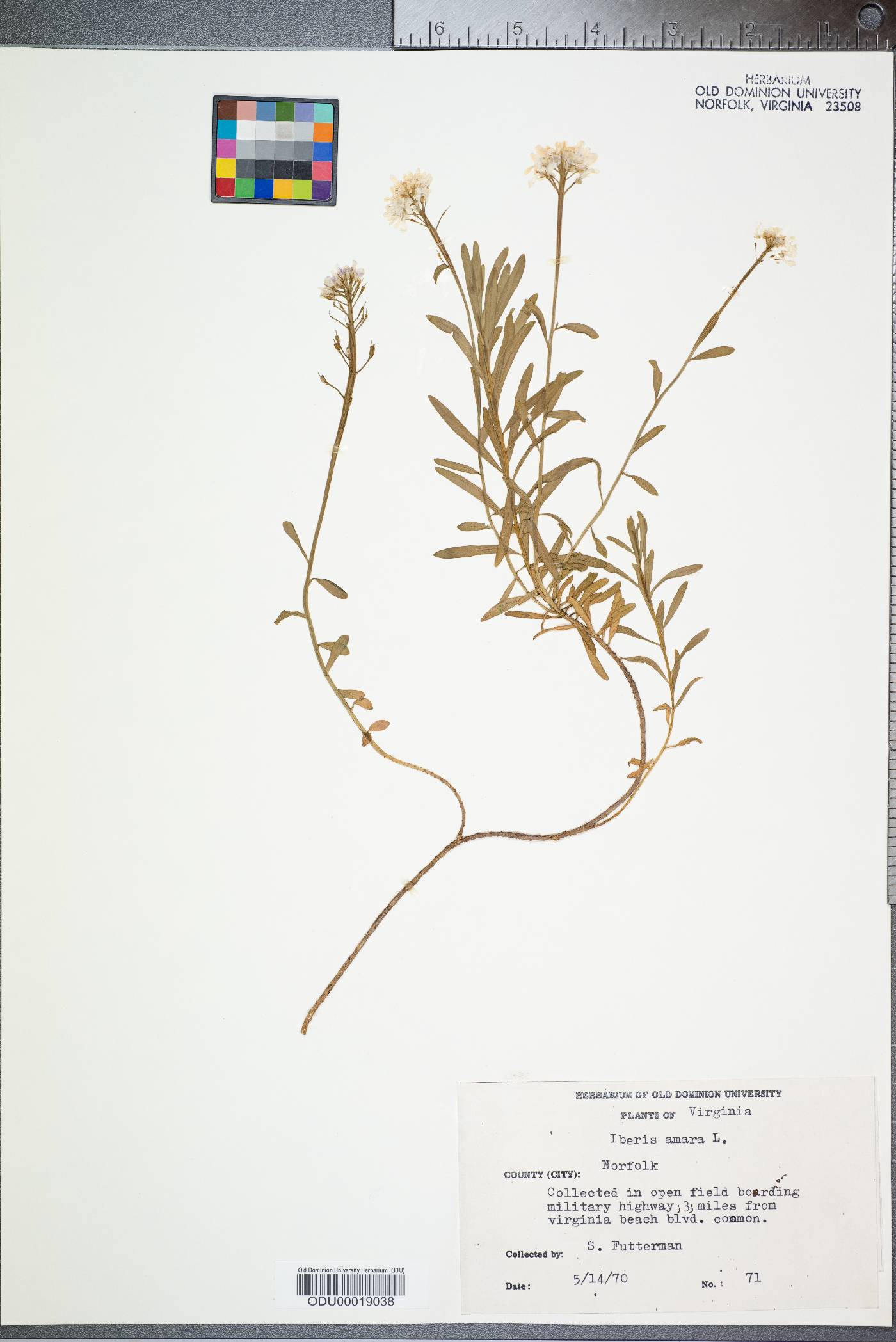 Iberis amara image