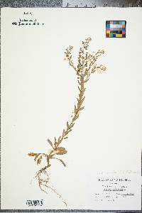 Lepidium campestre image