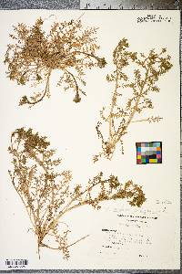 Lepidium didymum image