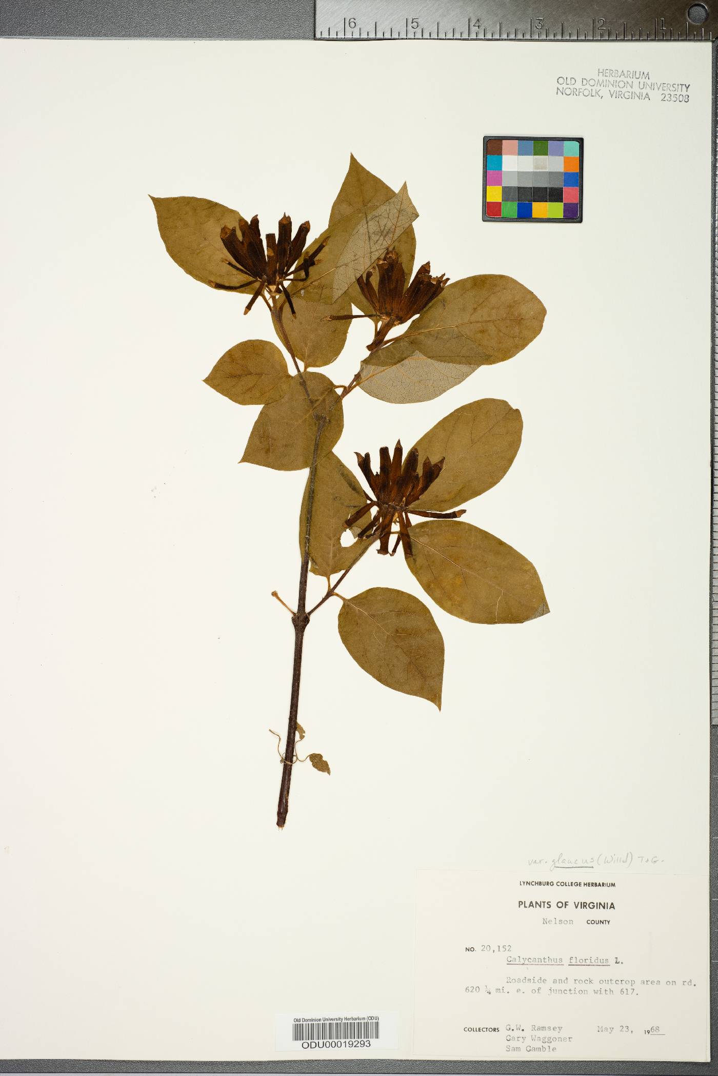 Calycanthus floridus var. glaucus image