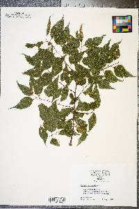 Celtis laevigata image