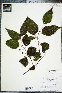 Celtis tenuifolia image